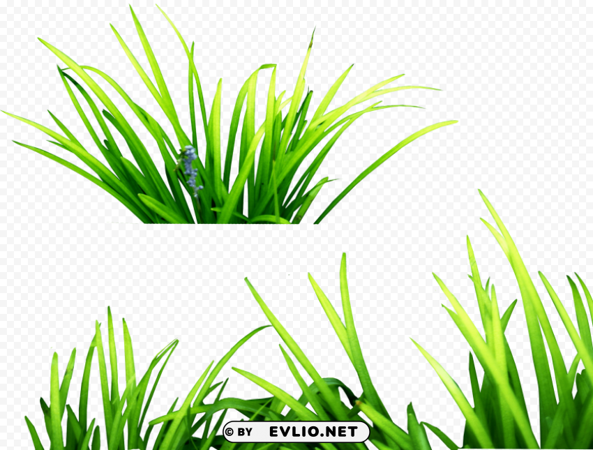 grass HighQuality Transparent PNG Isolation