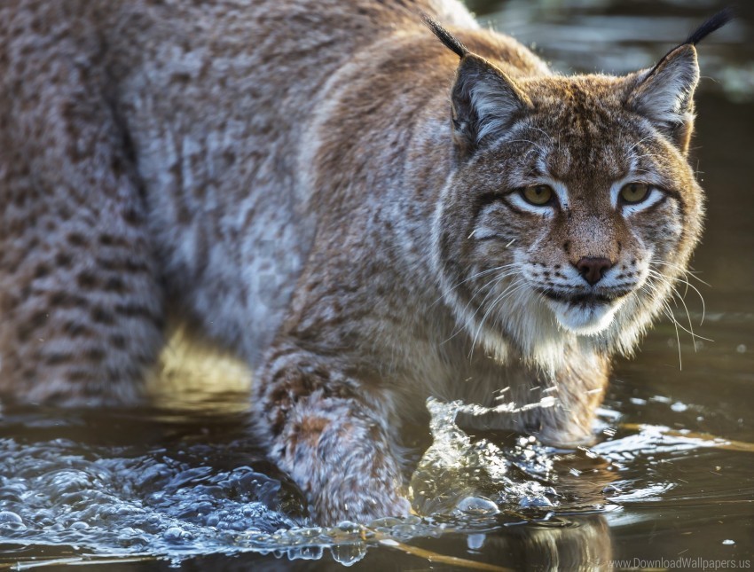 lynx muzzle predator water wallpaper PNG Image with Isolated Artwork