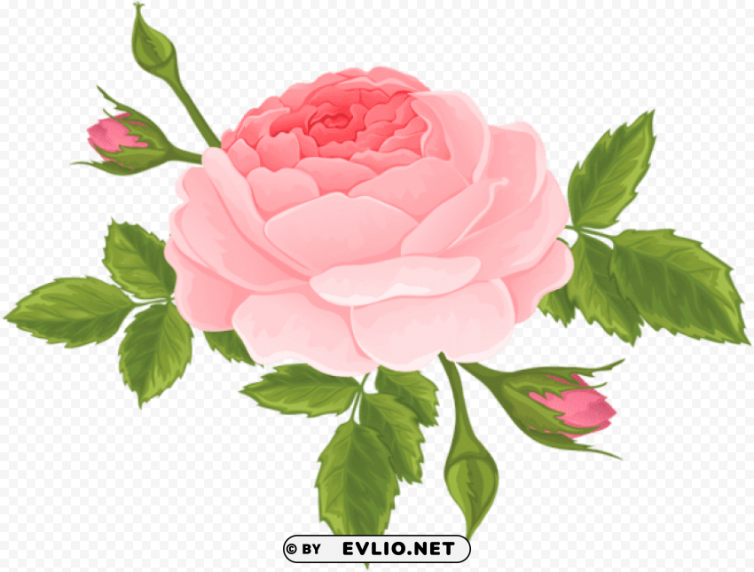 PNG image of pink rose with buds PNG Image Isolated on Clear Backdrop with a clear background - Image ID 93caf5cb