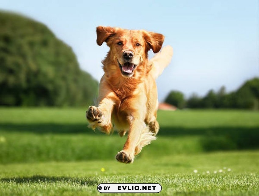 running dog PNG images with transparent elements pack