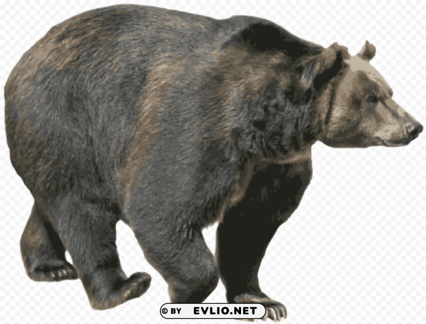 bear Isolated Icon on Transparent Background PNG png images background - Image ID 5dfc35cd
