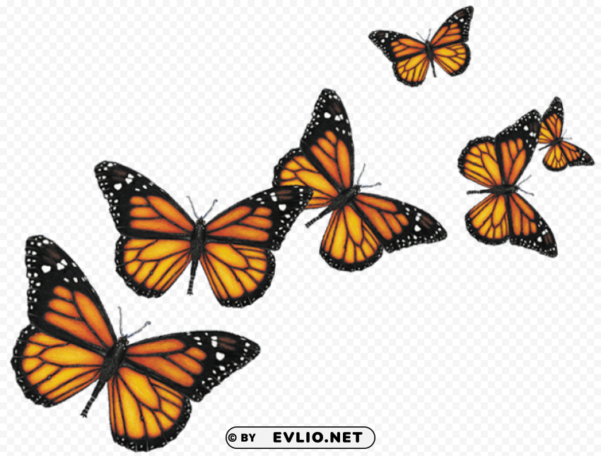 butterfly Isolated Subject in Transparent PNG Format