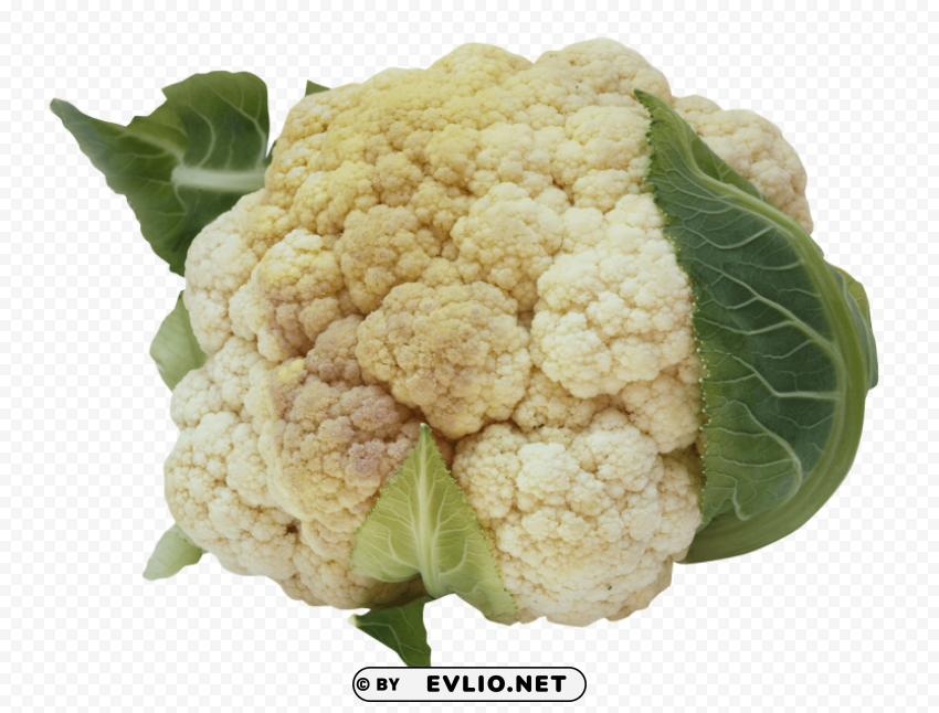 cauliflower PNG free download transparent background