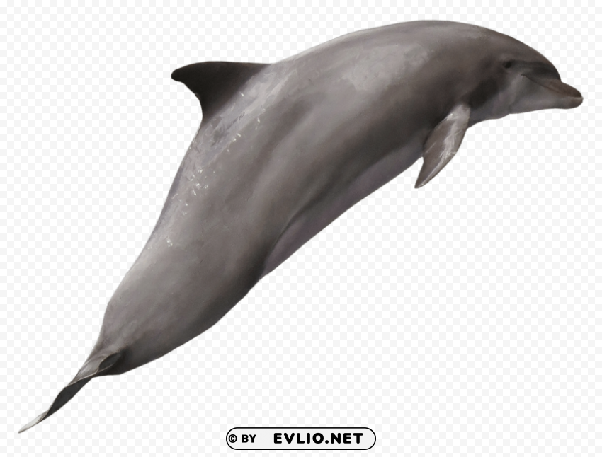 dolphin Isolated Illustration in HighQuality Transparent PNG png images background - Image ID 89e50707