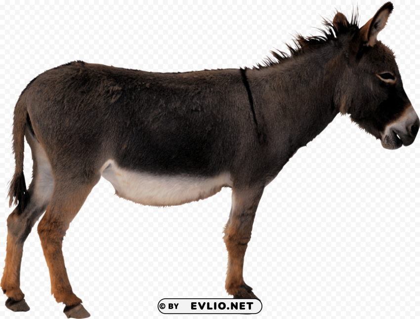 donkey PNG Graphic with Isolated Design png images background - Image ID ebb81abc