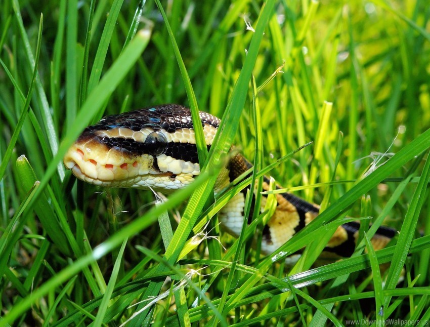grass reptile snake wallpaper PNG Image with Transparent Background Isolation