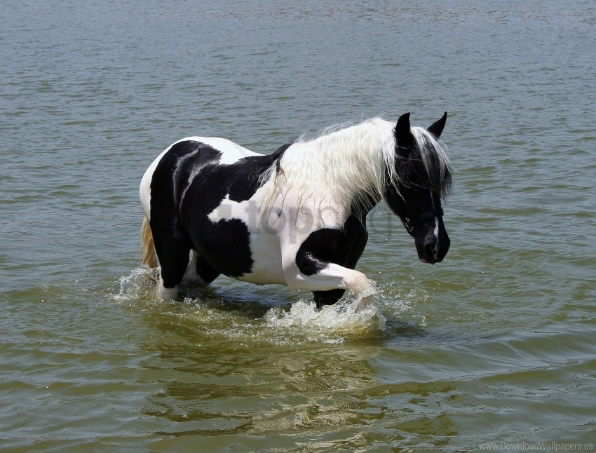 horse swimming water wallpaper PNG images with clear alpha layer