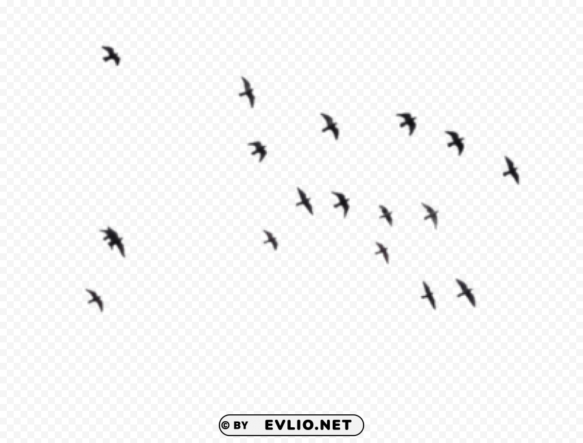 Birds PNG files with clear background