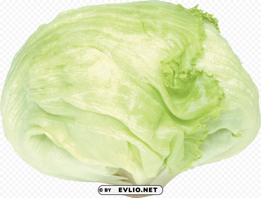 cabbage Clear PNG photos