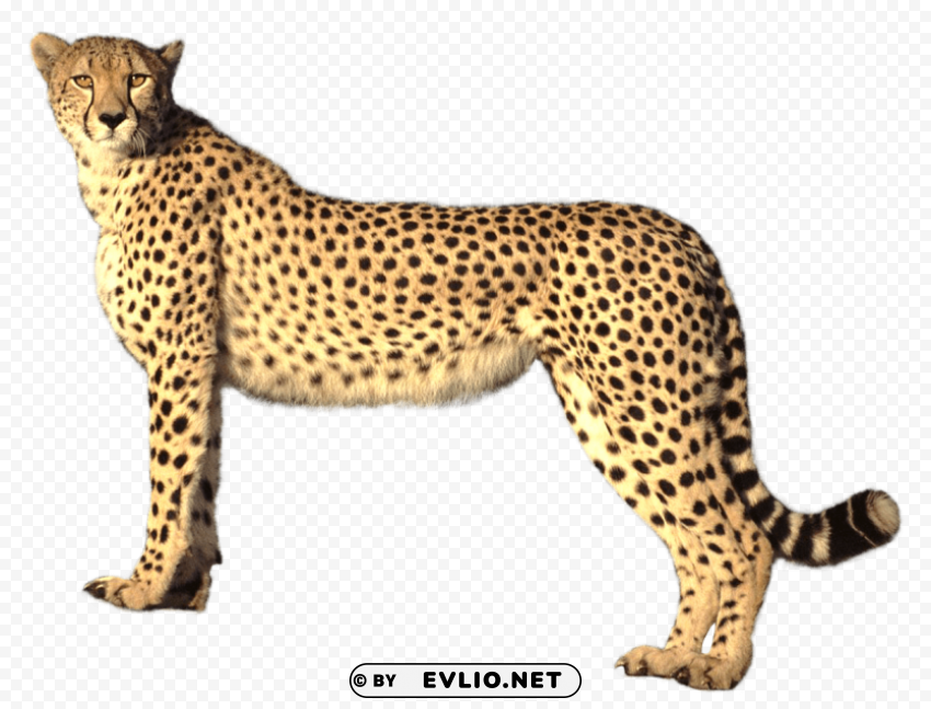 Cheetah Transparent Background Isolated PNG Character