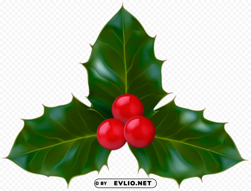 christmas holly Transparent image