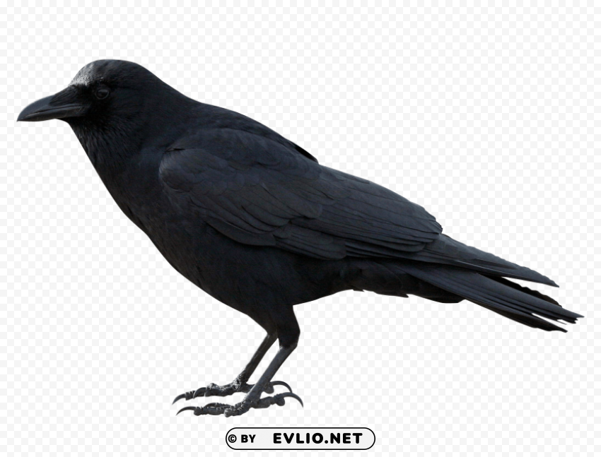 Crow PNG transparent images extensive collection