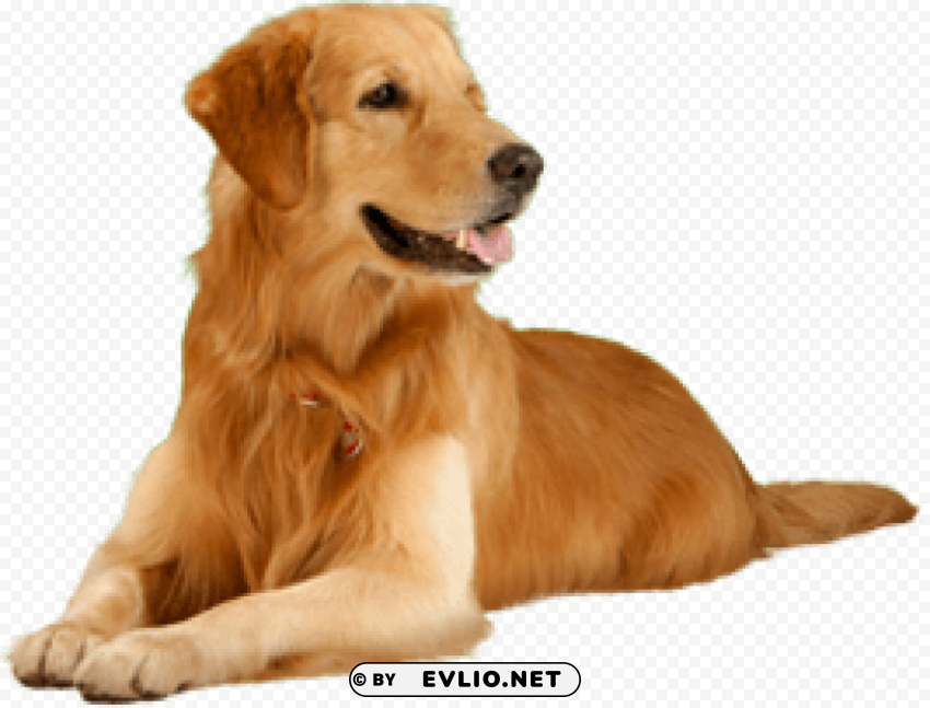 dog PNG cutout png images background - Image ID c8343176