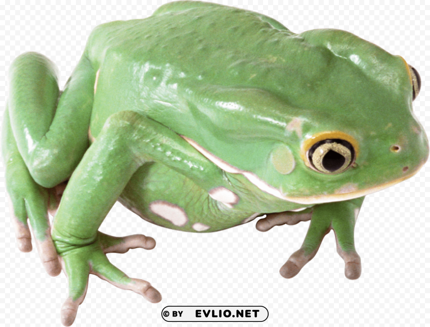 Frog PNG Download Free