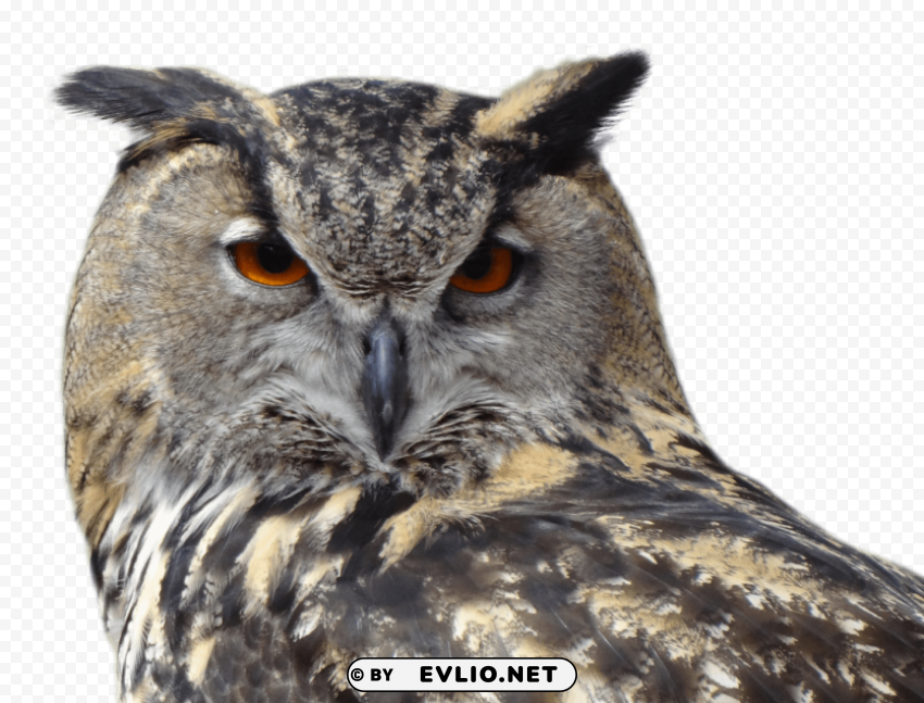 Owl Bird PNG transparent images bulk
