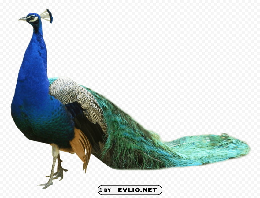 peacock Isolated Artwork on Transparent PNG