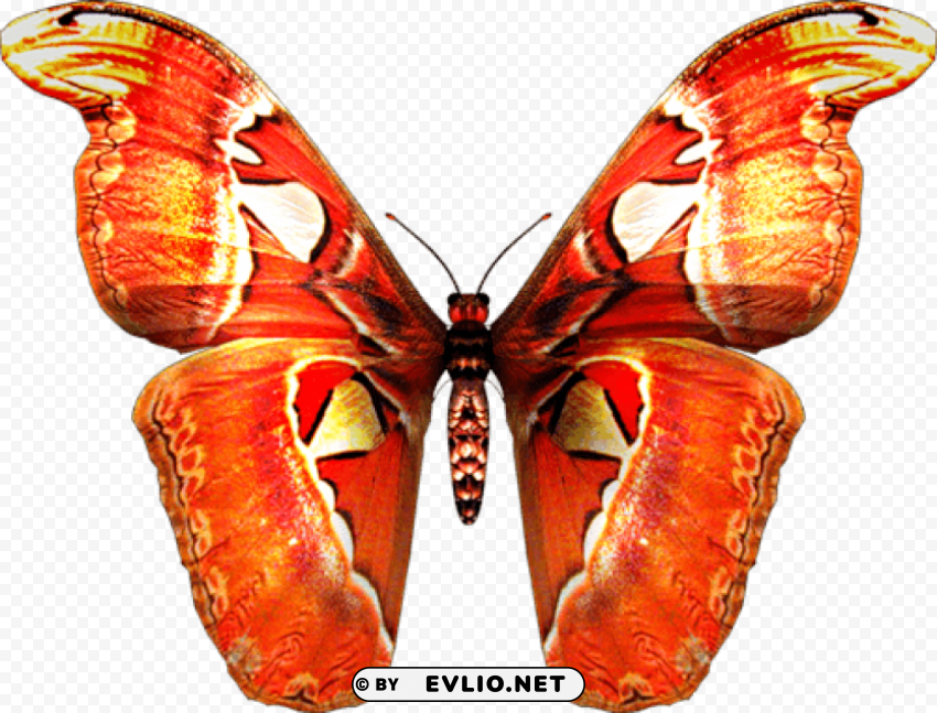 red orange butterfly Isolated Object on Transparent Background in PNG png images background - Image ID 33459e99