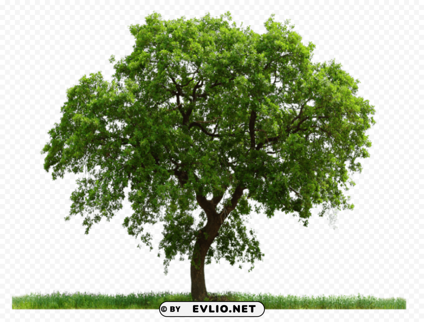 PNG image of tree PNG images with transparent canvas variety with a clear background - Image ID c9b08023