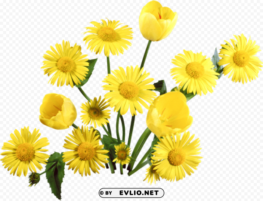 PNG image of dandelion No-background PNGs with a clear background - Image ID edc2d23e