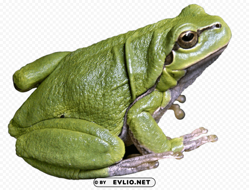 Frog PNG Transparent Photos Library