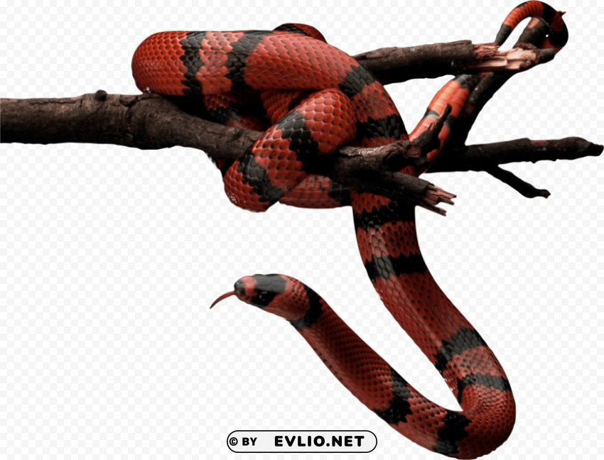 red and black snake on tree Isolated Subject on Clear Background PNG