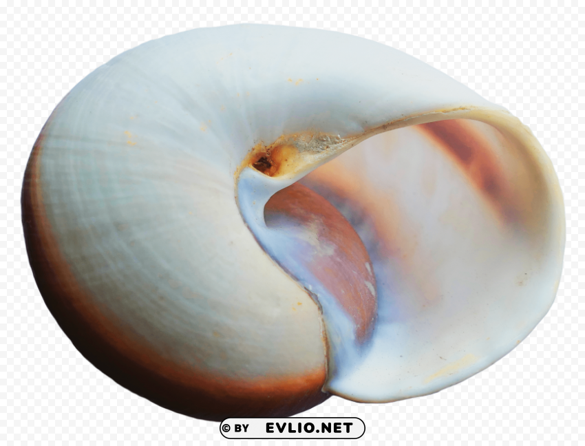 sea ocean shell PNG images with transparent canvas