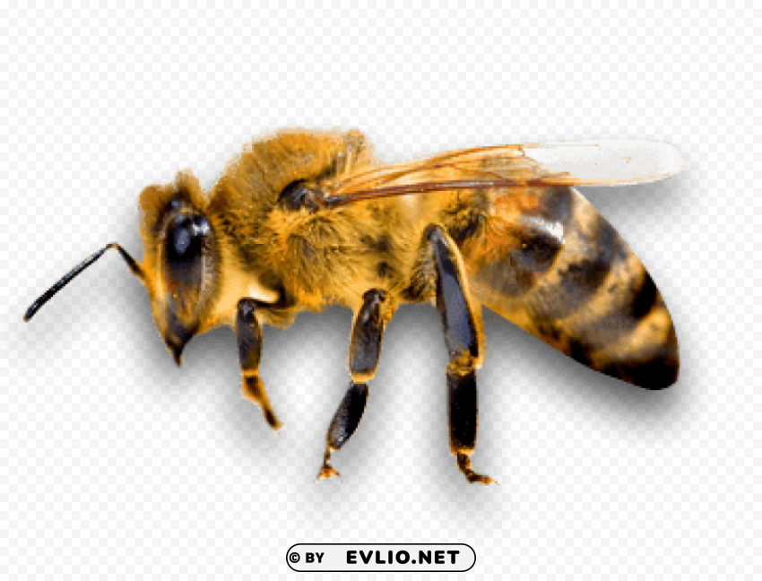 Side Bee PNG Graphic Isolated On Clear Backdrop