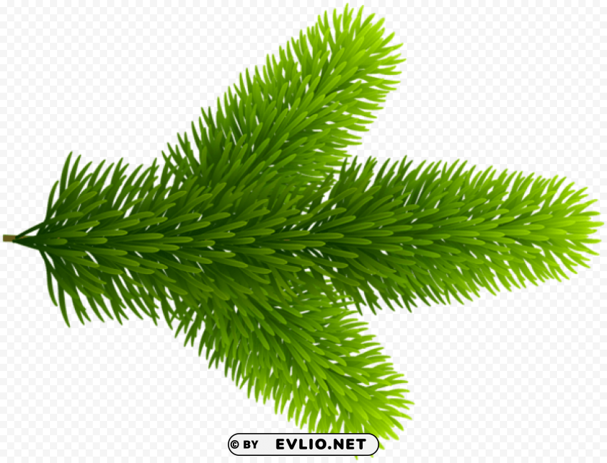 beautiful pine branch Isolated Item on HighQuality PNG