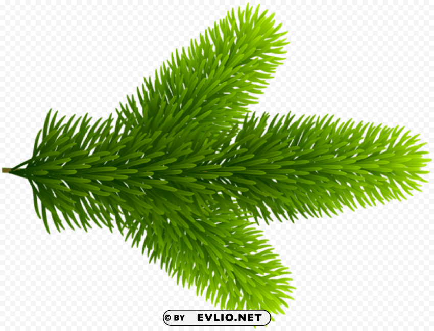 Beautiful Pine Branch Isolated Item On HighQuality PNG