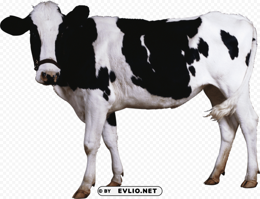 black-white cow Isolated Artwork on Clear Transparent PNG