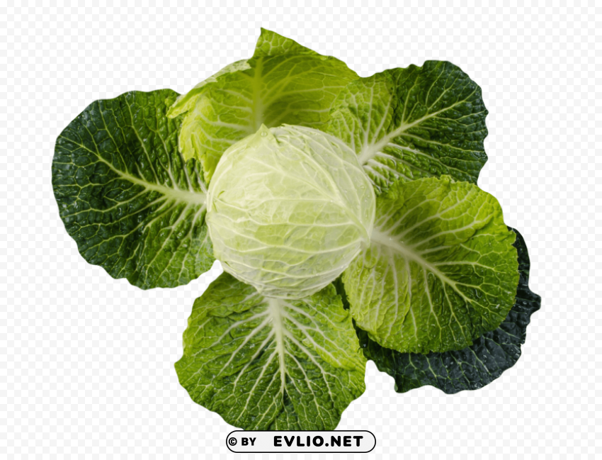 cabbage Transparent Background Isolated PNG Figure