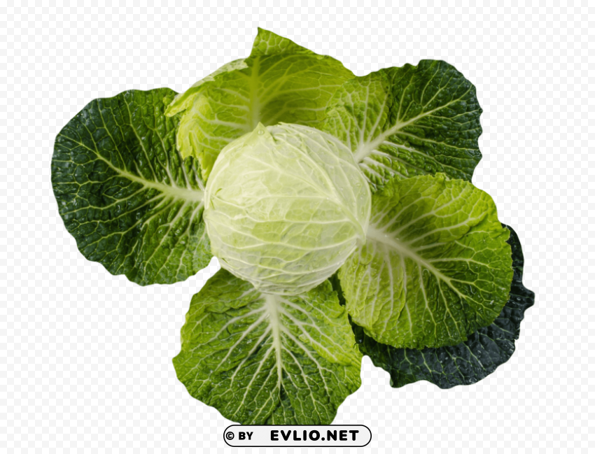 cabbage Transparent Background Isolated PNG Figure PNG images with transparent backgrounds - Image ID d360e11c