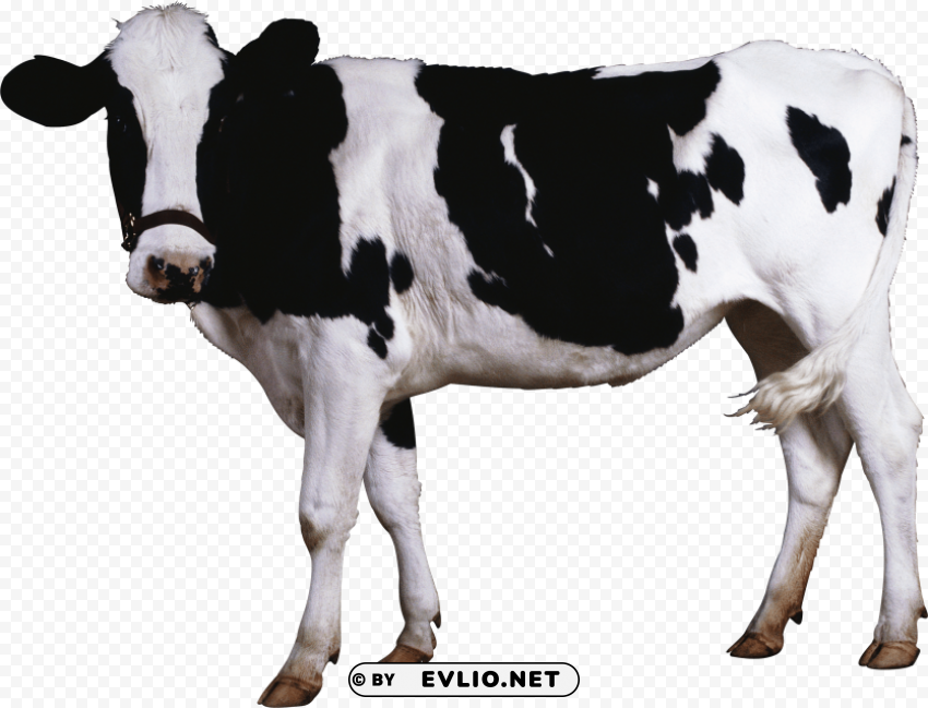 cow HighResolution Isolated PNG with Transparency