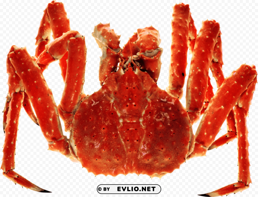 crab Isolated Character in Transparent PNG Format