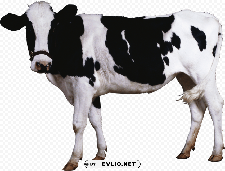 female black white cow standing Isolated Object in HighQuality Transparent PNG