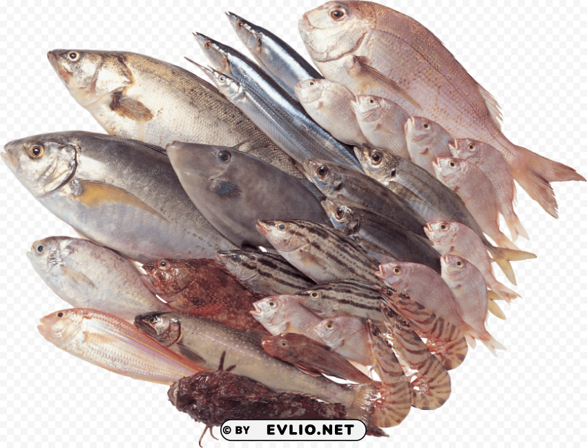 Fish Transparent PNG Images Wide Assortment