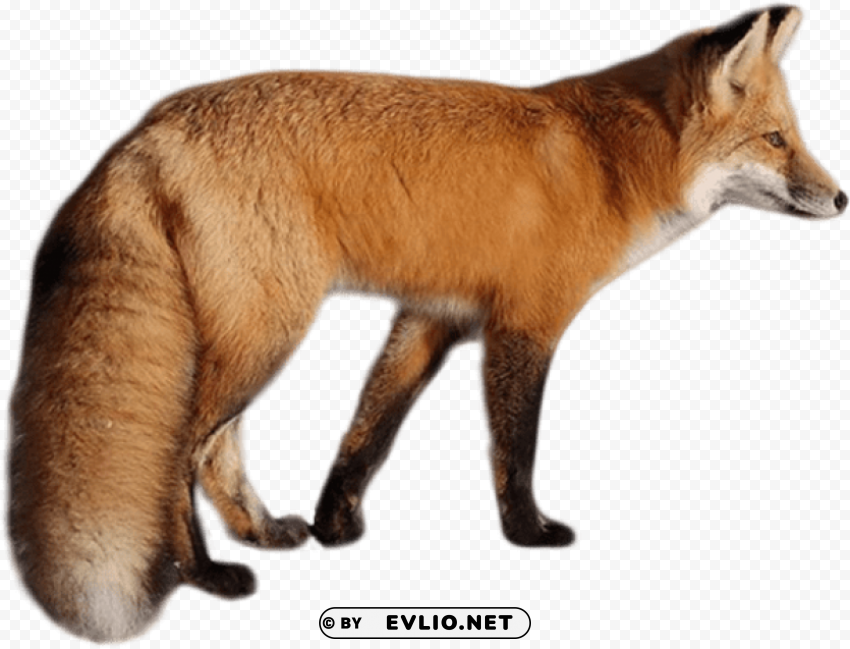 fox Free PNG images with alpha channel variety