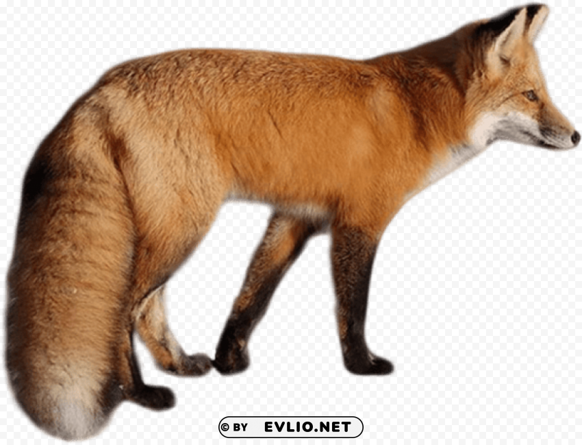 fox Free PNG images with transparency collection png images background - Image ID c766c1c1