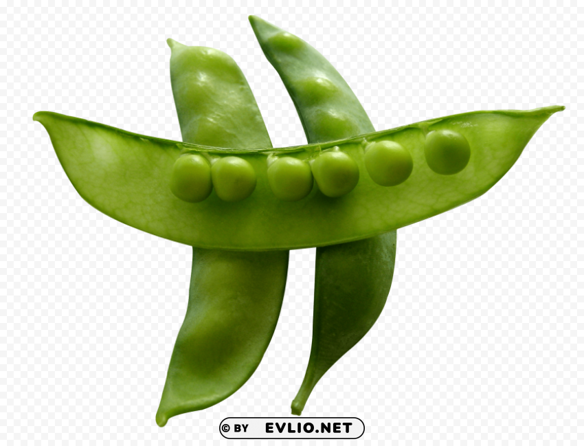 pea PNG Image with Clear Background Isolated