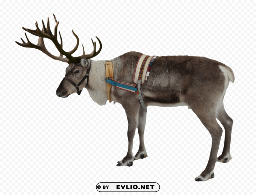 reindeer PNG images with transparent backdrop
