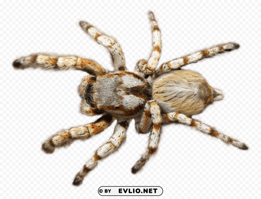 Spider Transparent background PNG images selection png images background - Image ID 9a8718bc