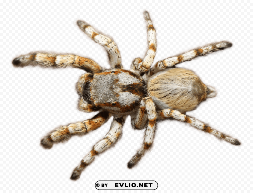 Spider Isolated Graphic Element In Transparent PNG