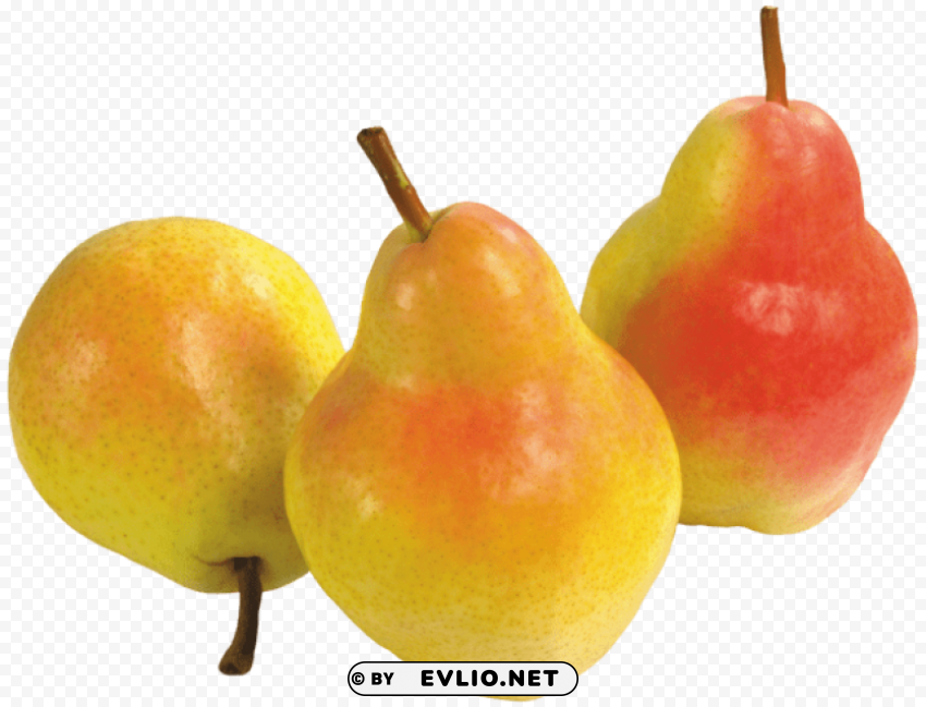 three pears Isolated Artwork on Clear Background PNG