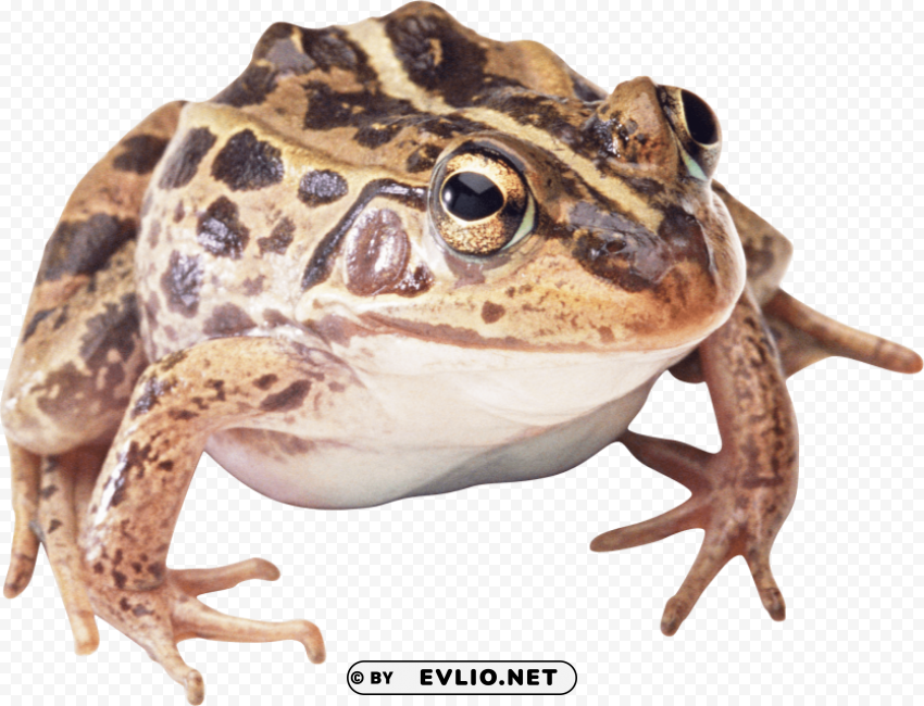 frog Isolated Object on Clear Background PNG