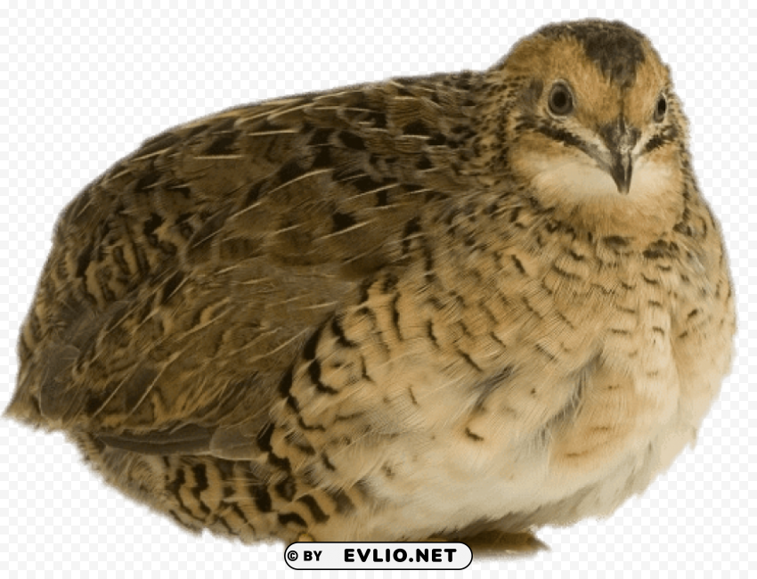quail resting Transparent Background PNG Isolated Pattern