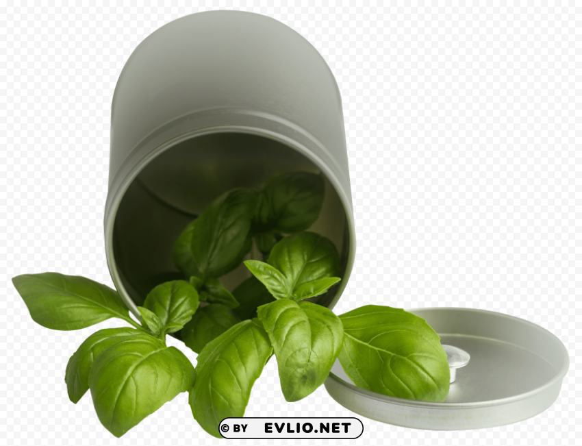 basil leaf pot Clear Background Isolated PNG Icon