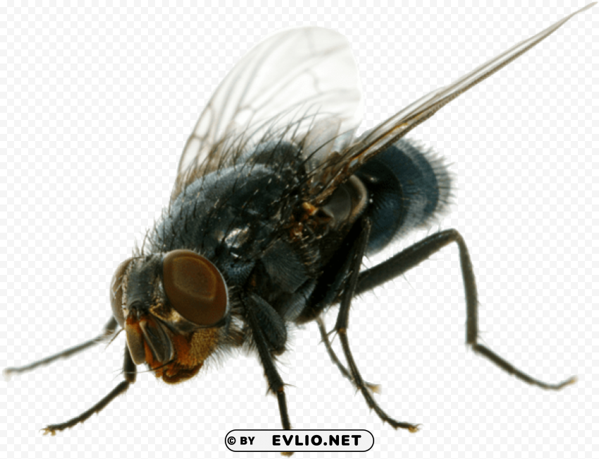 house fly Transparent PNG Isolated Subject