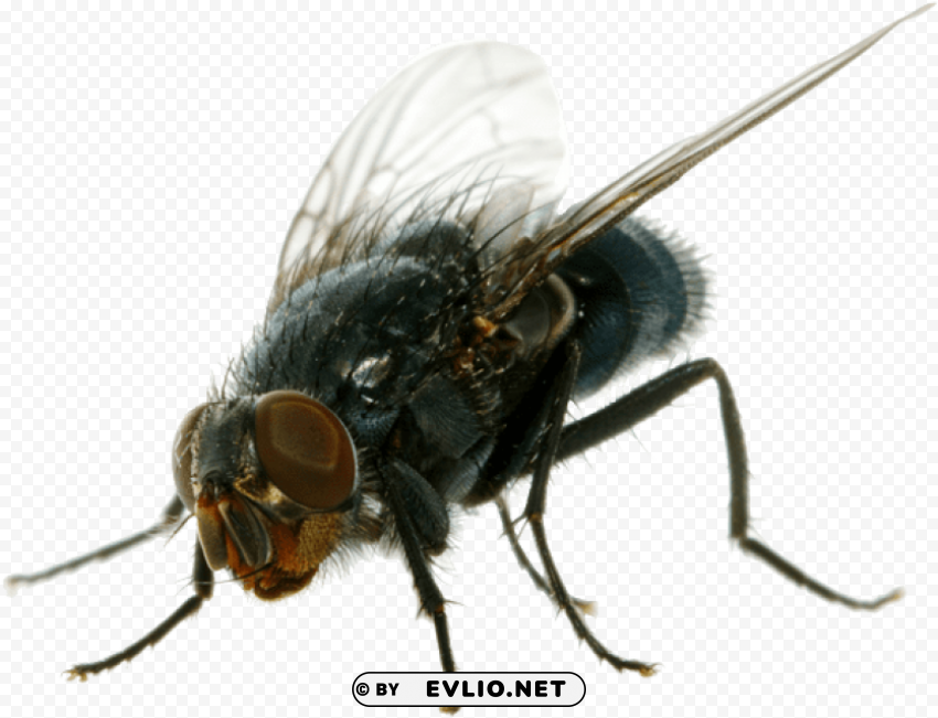 House Fly Transparent PNG Isolated Subject