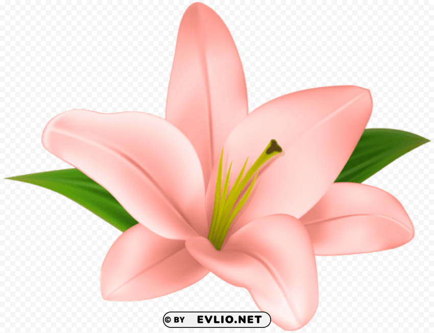 PNG image of lilly flower transparent Free PNG file with a clear background - Image ID b2fee9dd