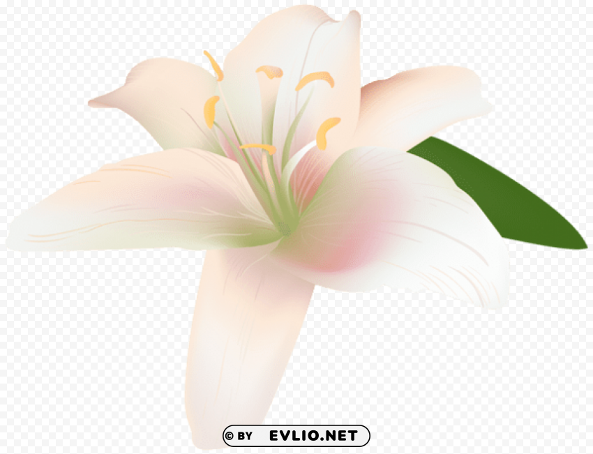 lily flower transparent Free PNG images with alpha transparency comprehensive compilation